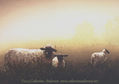Cows and Livestock Paintings : Just Friends, 30" x 22"Watercolor painting of sheep in a field by Catherine Anderson, AWS