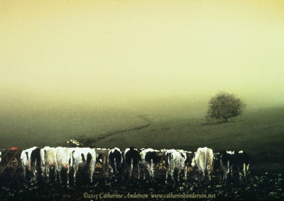 Cows and Livestock Paintings : Cows in a Row Eating, 30" x 22" Watercolor painting of cows in a row eating by Catherine Anderson, AWS